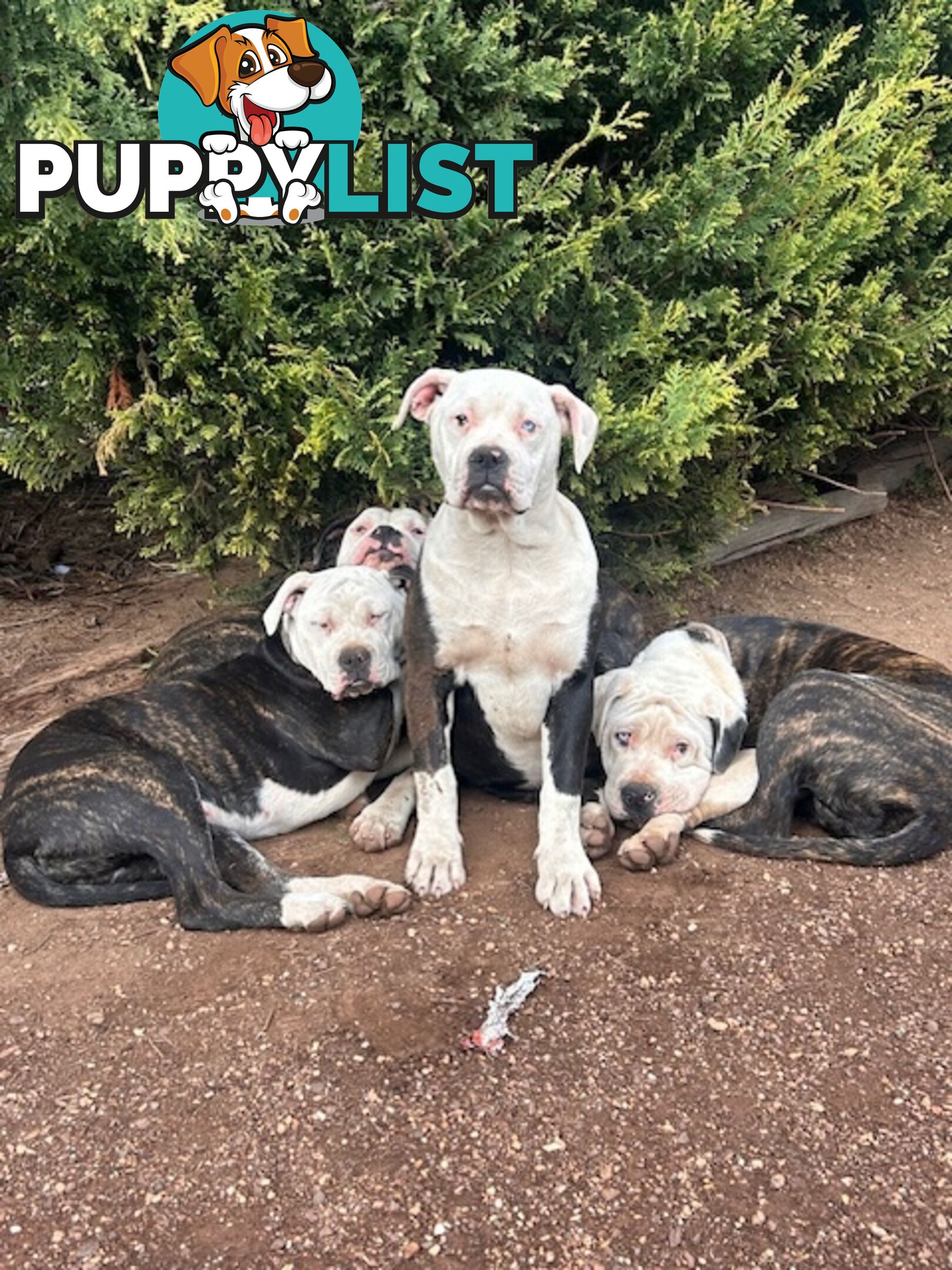 American Bulldogs - Brindle