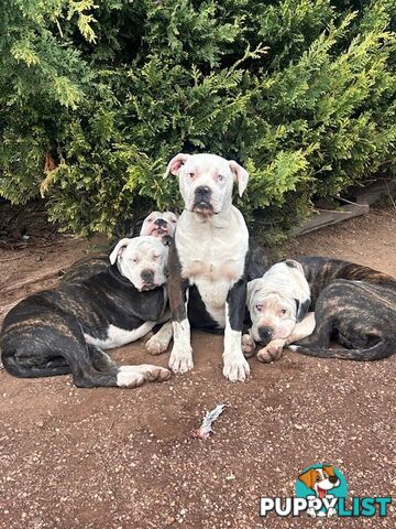 American Bulldogs - Brindle