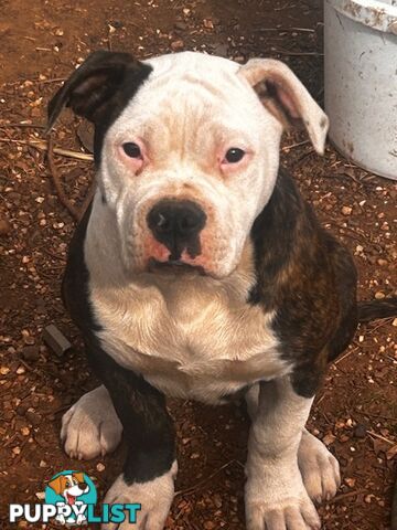 American Bulldogs - Brindle