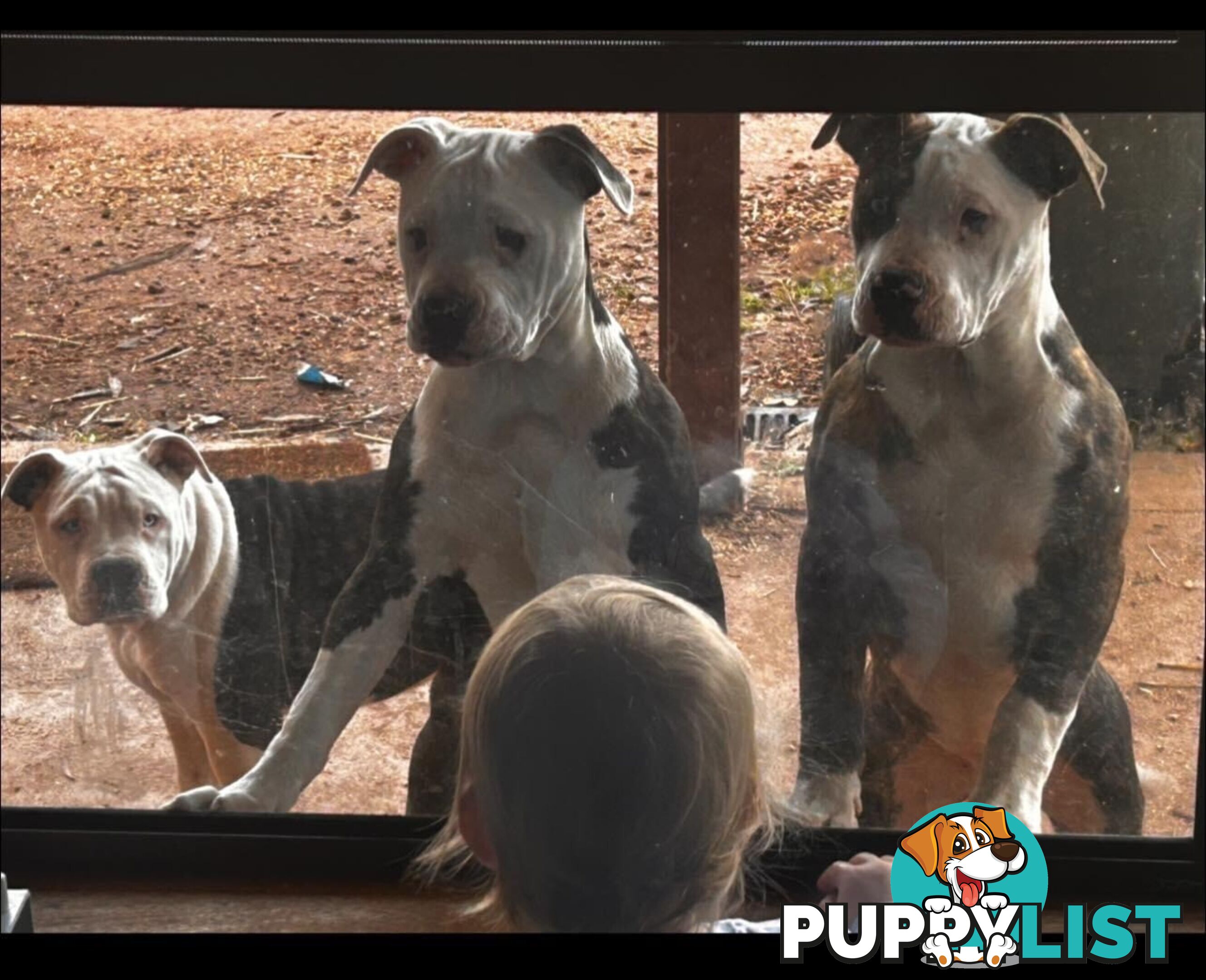 American Bulldogs - Brindle