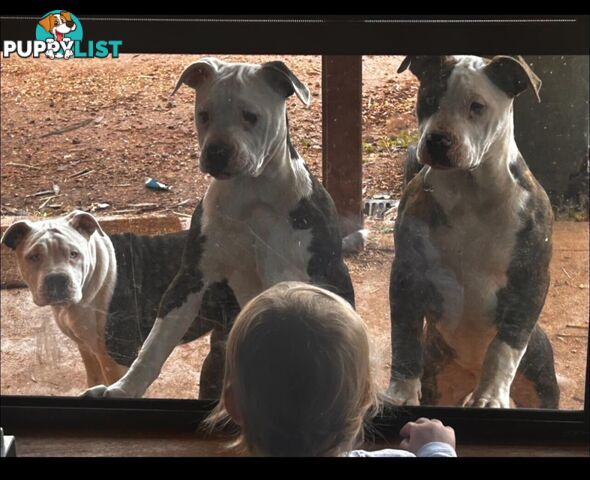 American Bulldogs - Brindle