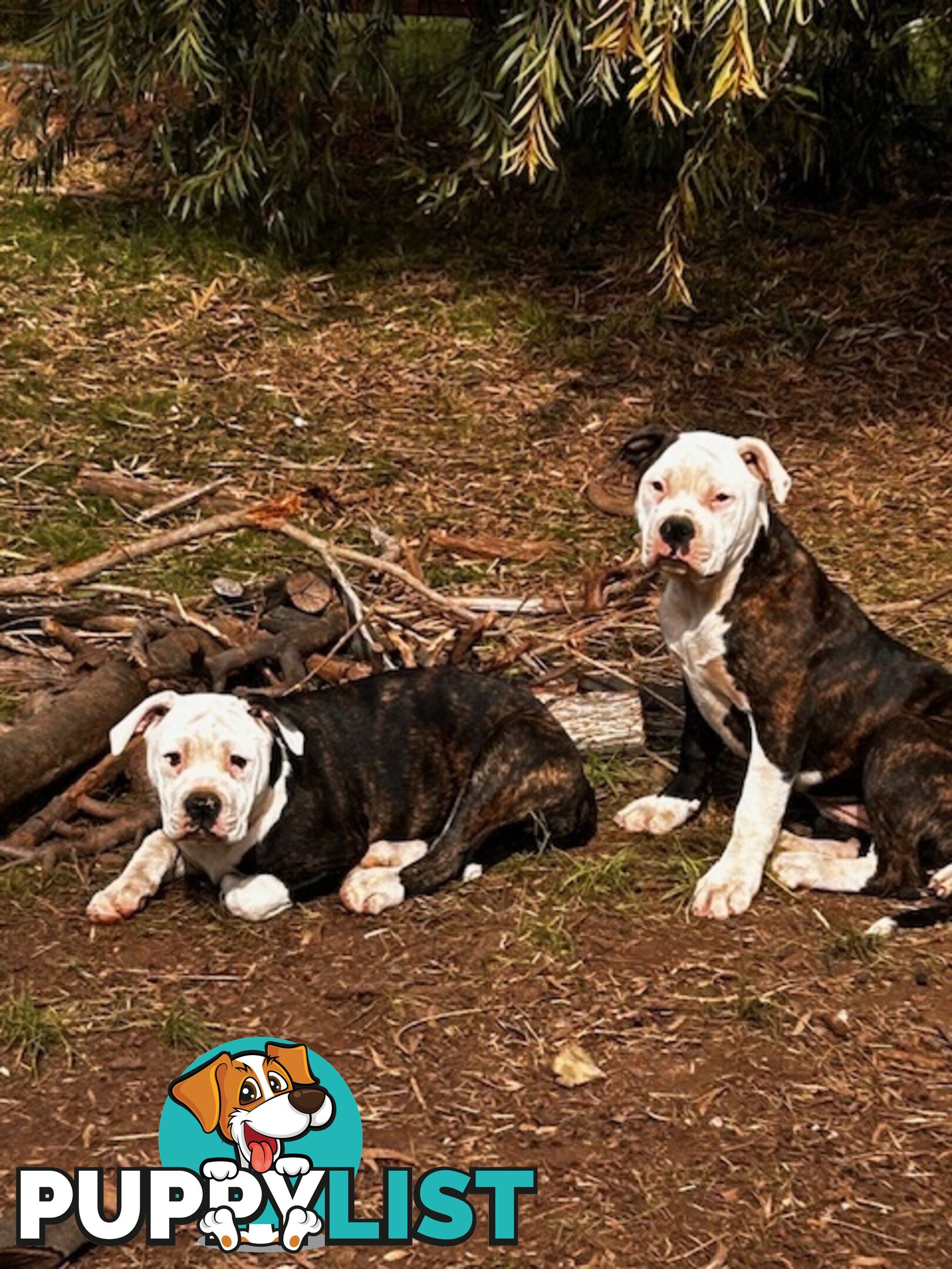 American Bulldogs - Brindle