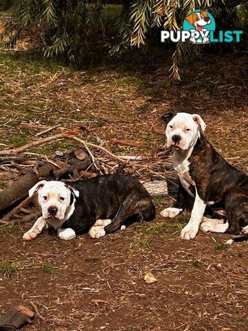 American Bulldogs - Brindle