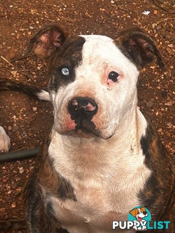 American Bulldogs - Brindle