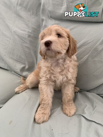 Aussie Doodle Puppies