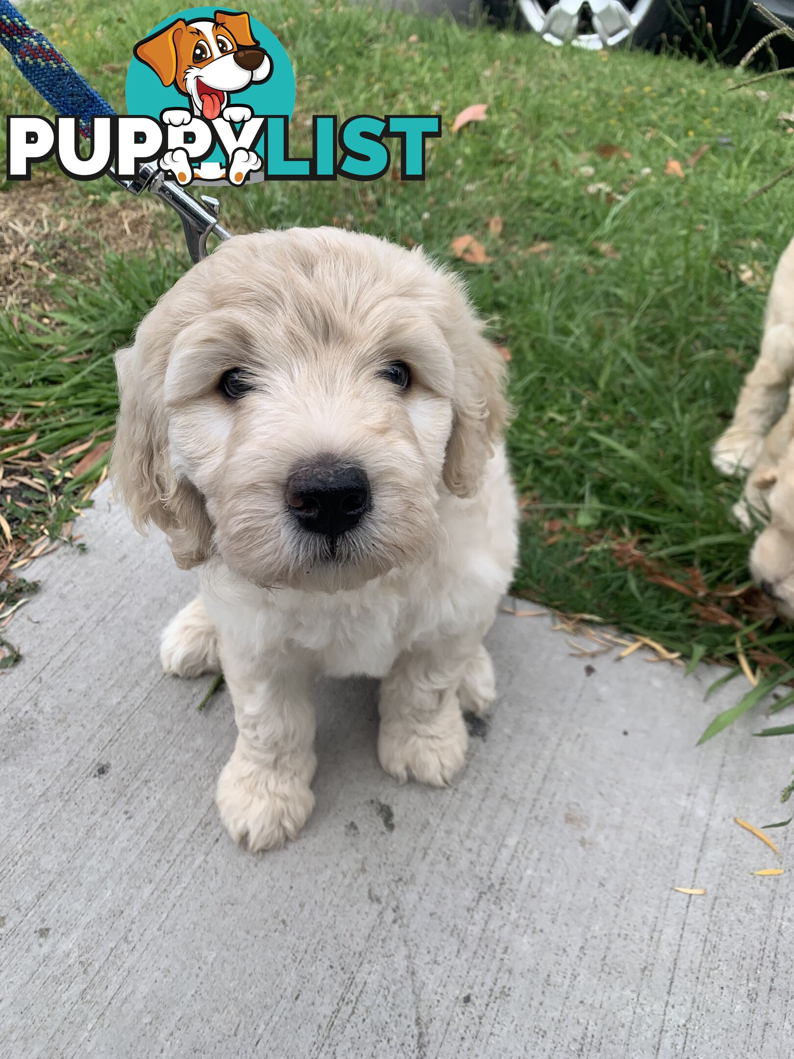 Aussie Doodle Puppies