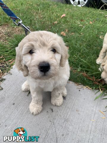 Aussie Doodle Puppies