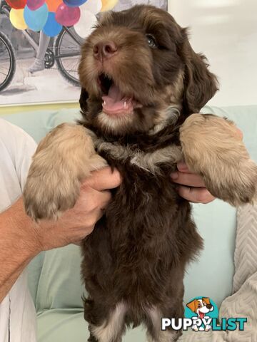 Aussie Doodle Puppies