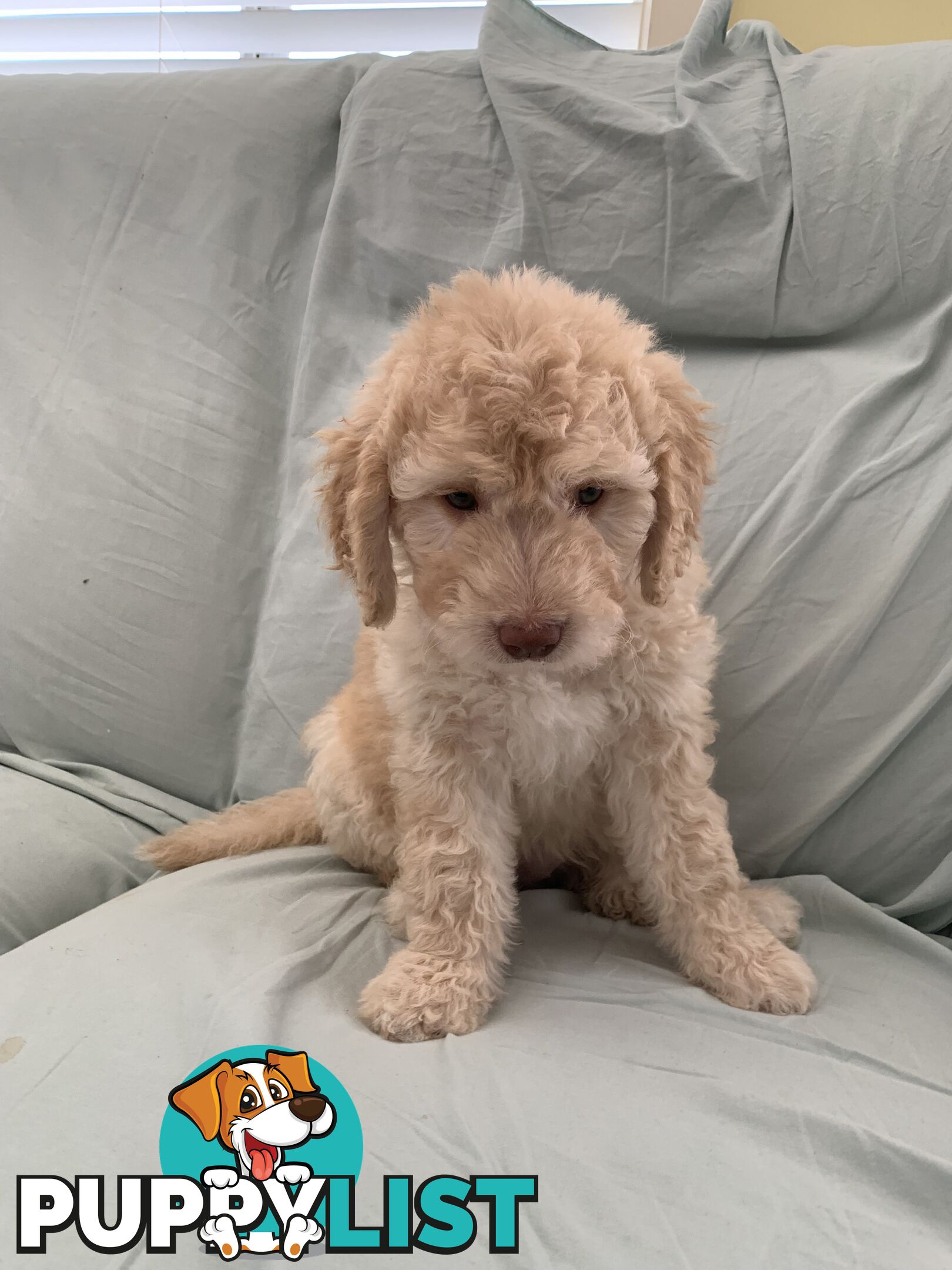 Aussie Doodle Puppies