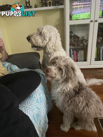 Aussie Doodle Puppies