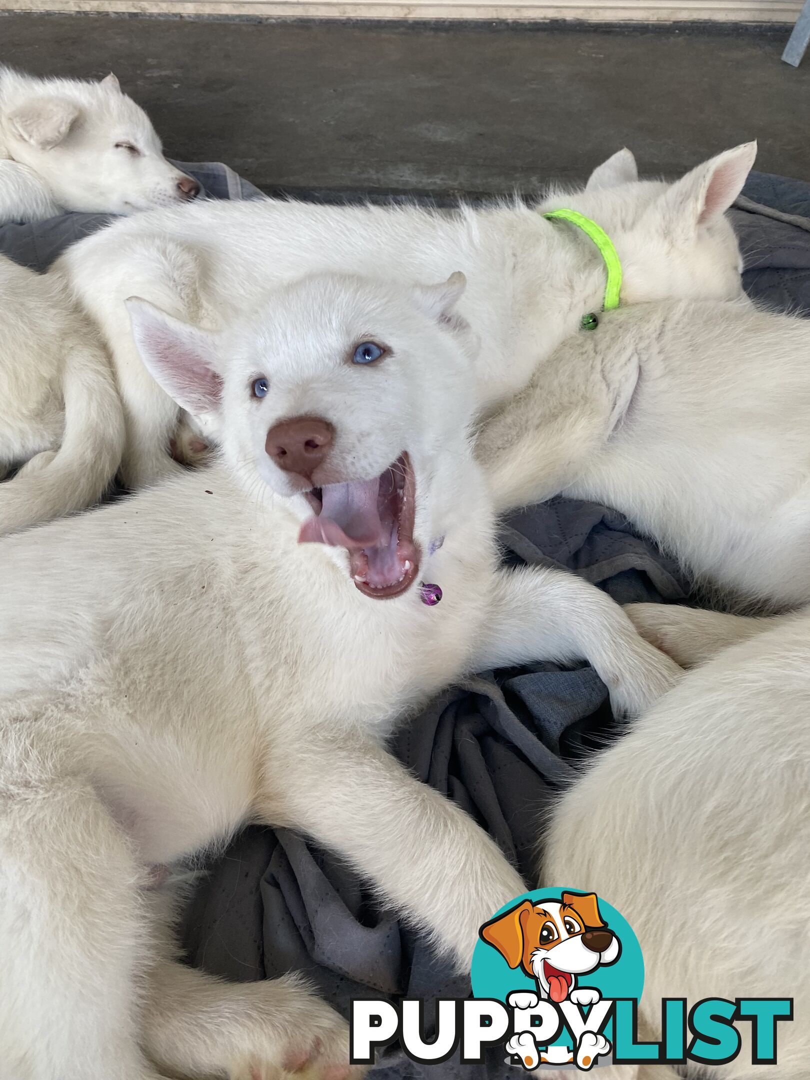 **4 left** White purebred Siberian Husky Puppies