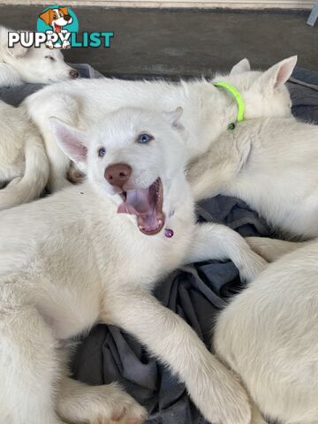 **4 left** White purebred Siberian Husky Puppies