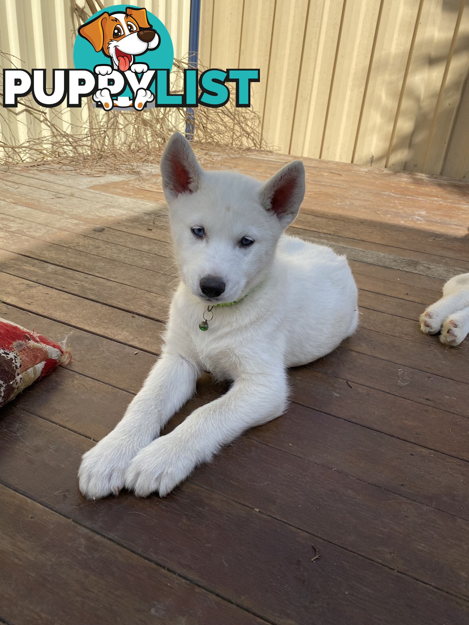 **4 left** White purebred Siberian Husky Puppies