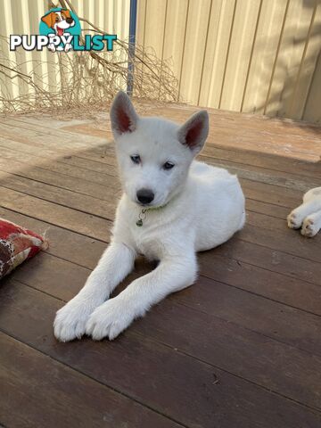 **4 left** White purebred Siberian Husky Puppies