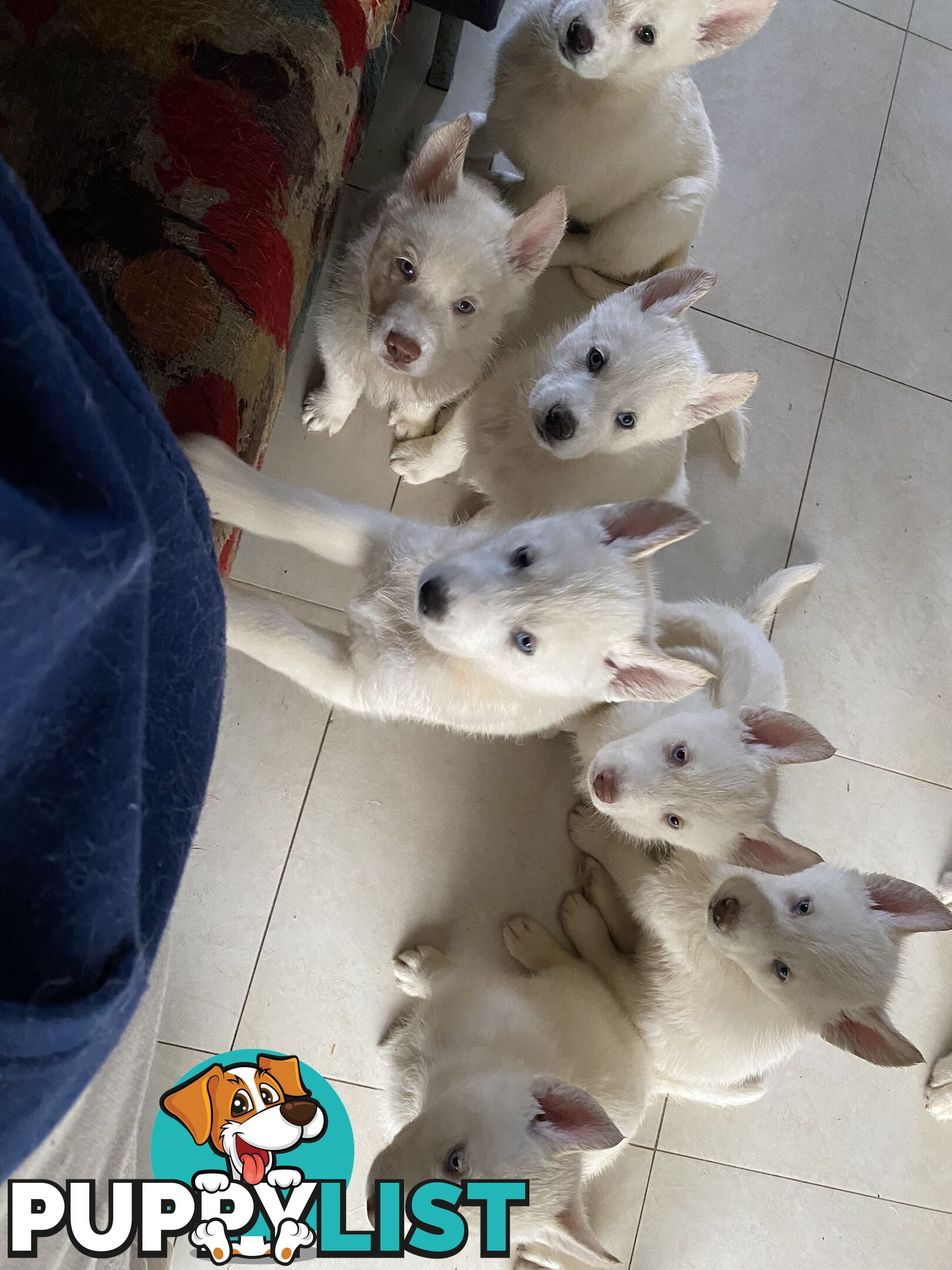 **4 left** White purebred Siberian Husky Puppies