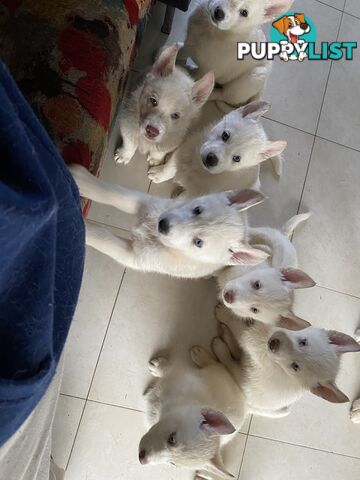 **4 left** White purebred Siberian Husky Puppies