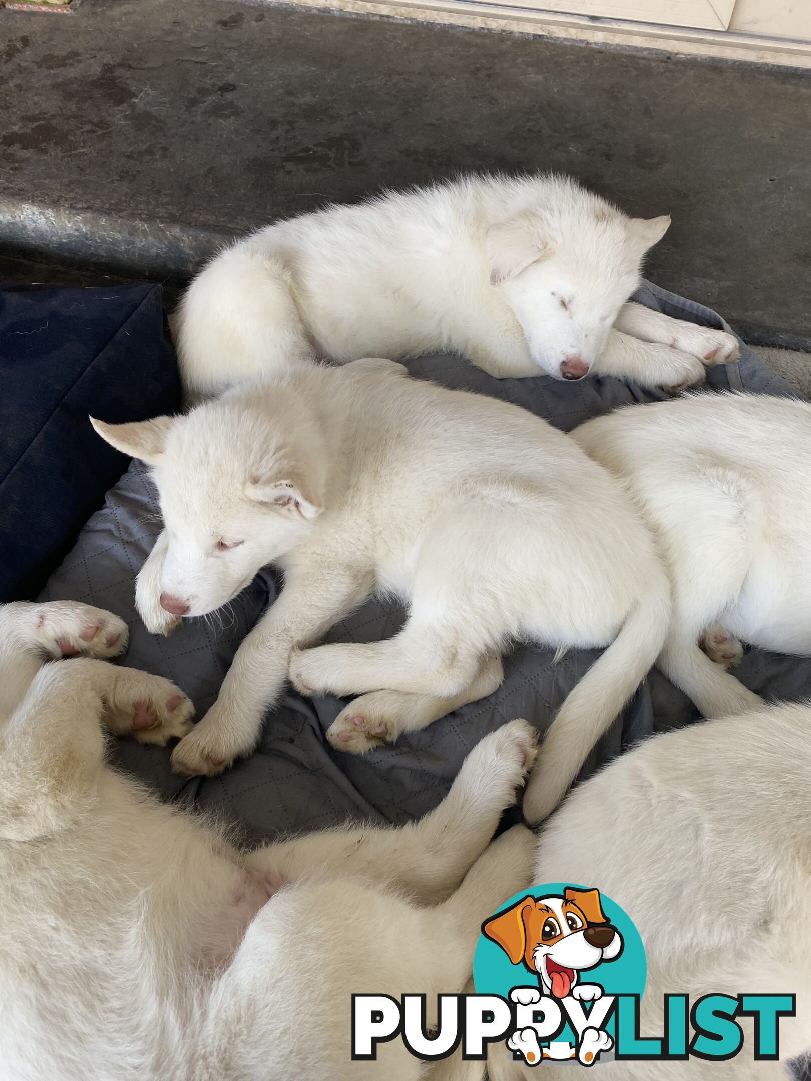 **4 left** White purebred Siberian Husky Puppies