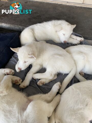 **4 left** White purebred Siberian Husky Puppies