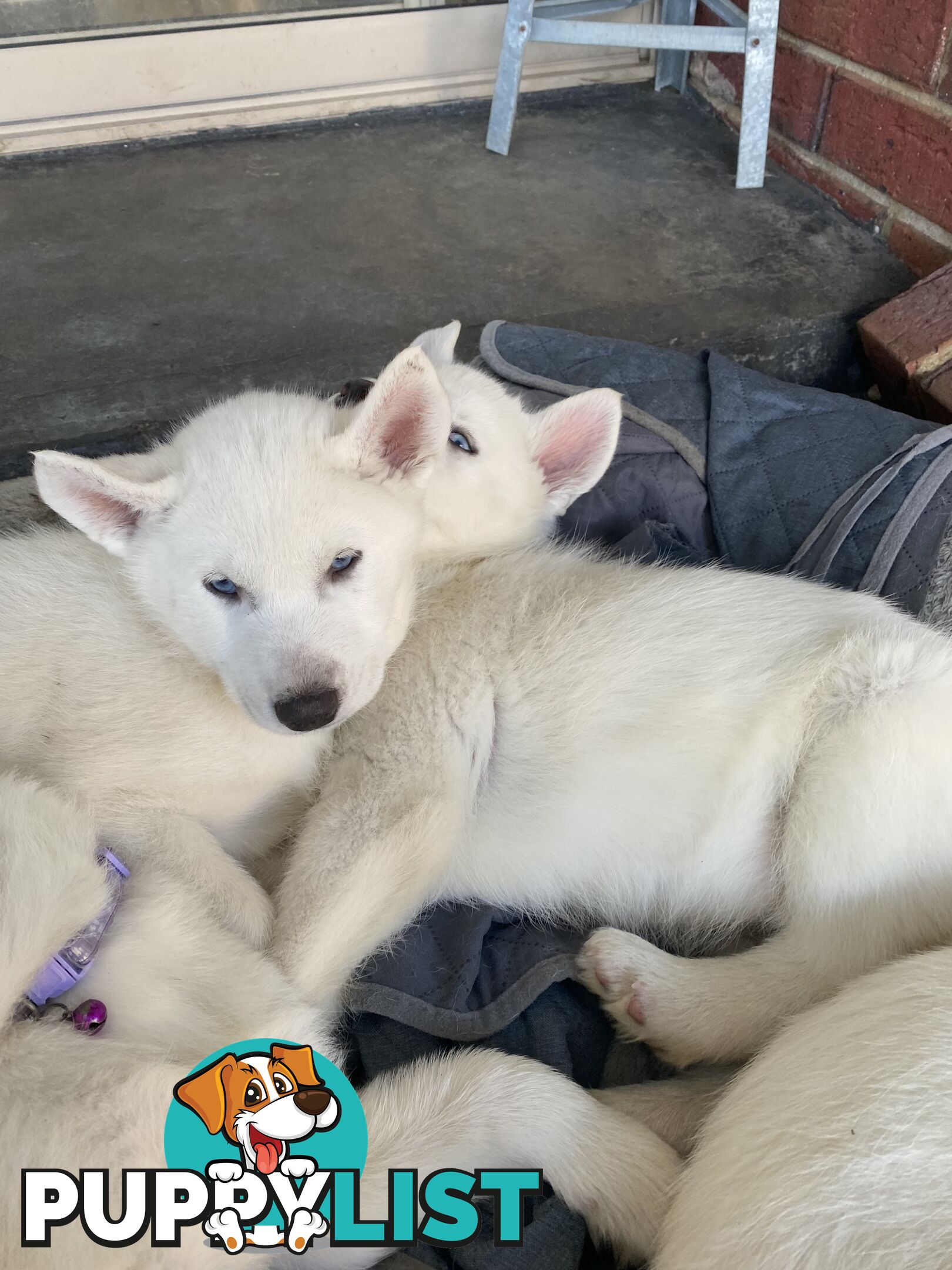 **4 left** White purebred Siberian Husky Puppies