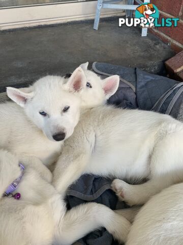 **4 left** White purebred Siberian Husky Puppies