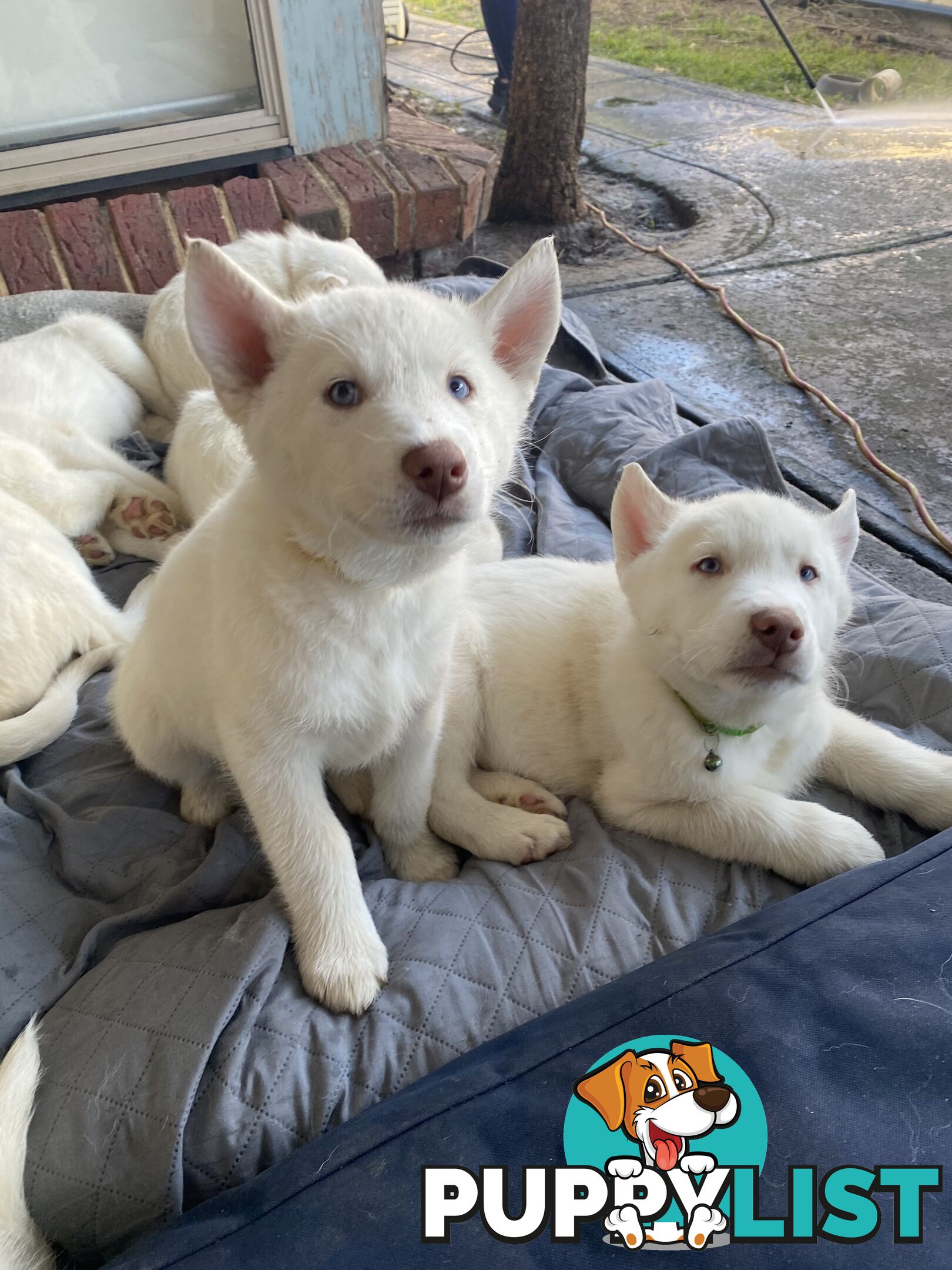 **4 left** White purebred Siberian Husky Puppies