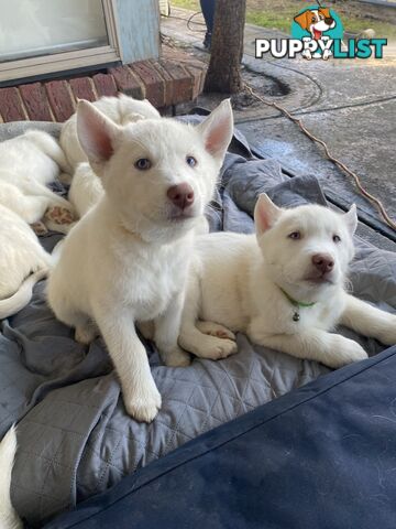 **4 left** White purebred Siberian Husky Puppies