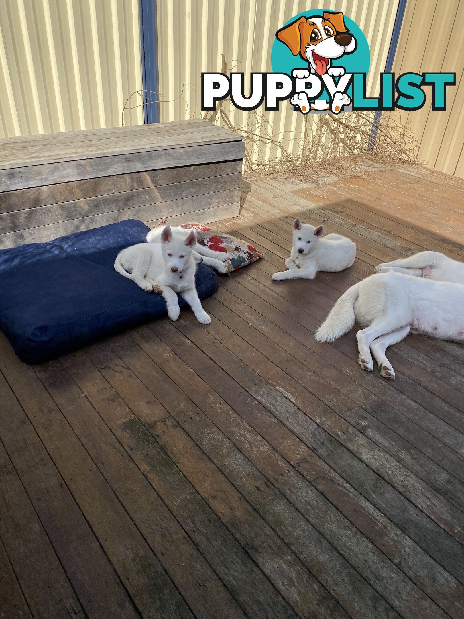 **4 left** White purebred Siberian Husky Puppies