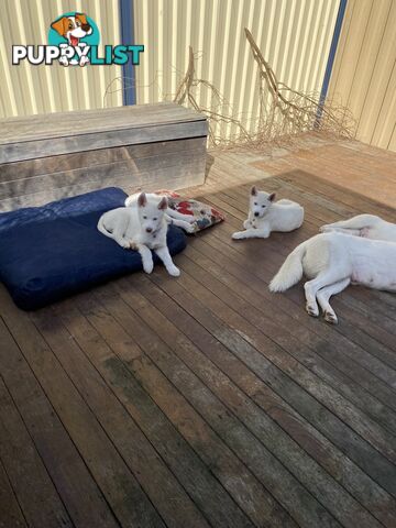 **4 left** White purebred Siberian Husky Puppies