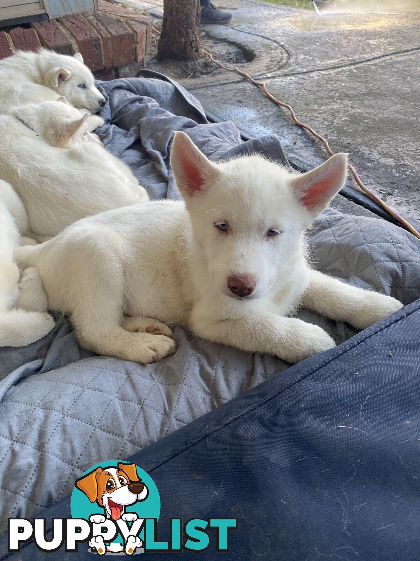 **4 left** White purebred Siberian Husky Puppies