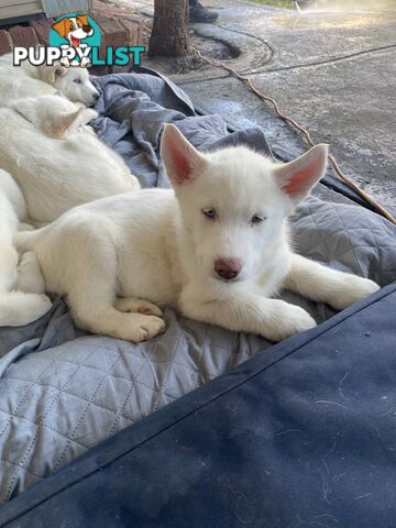 **4 left** White purebred Siberian Husky Puppies