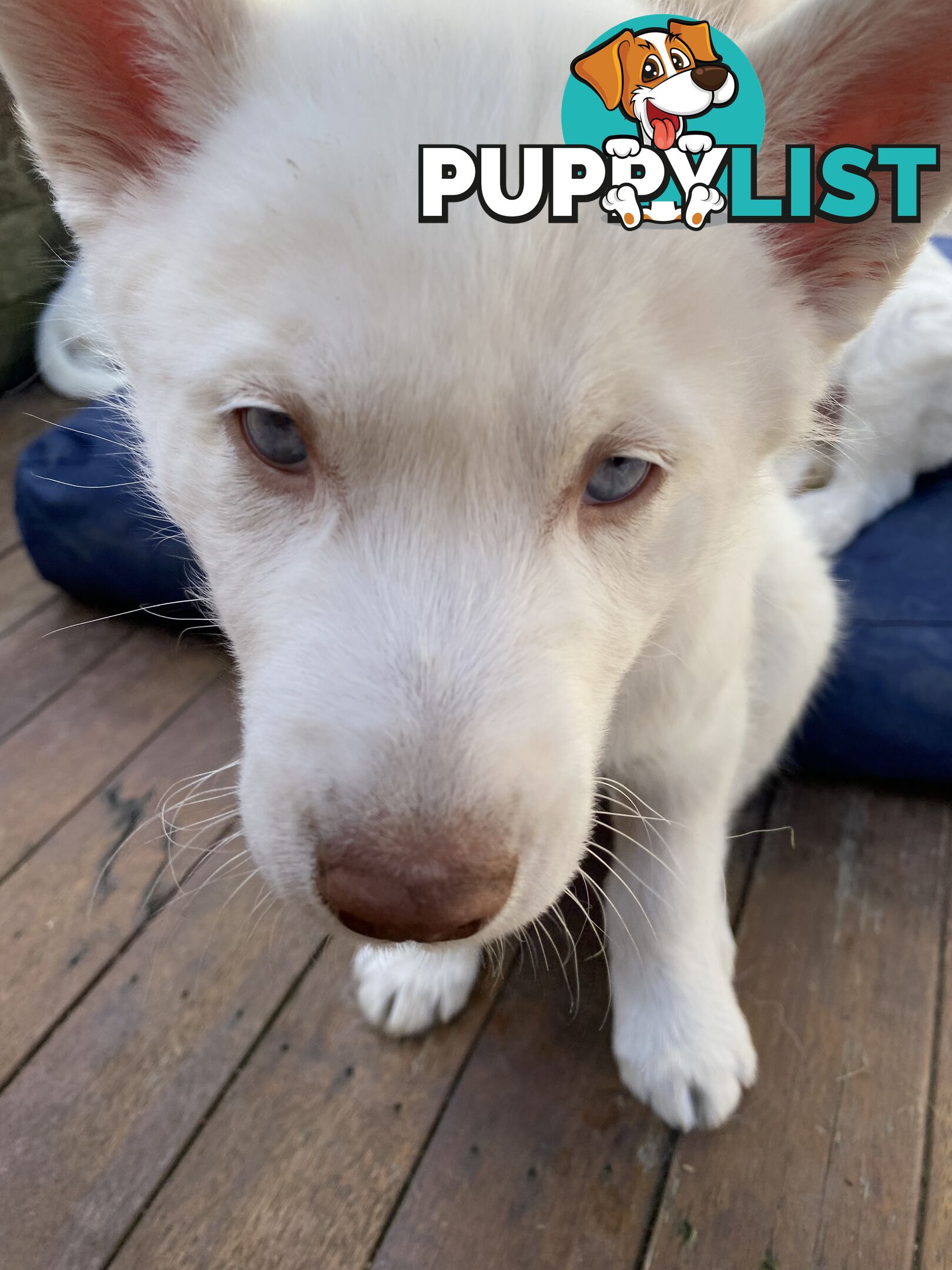 **4 left** White purebred Siberian Husky Puppies