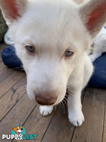 **4 left** White purebred Siberian Husky Puppies