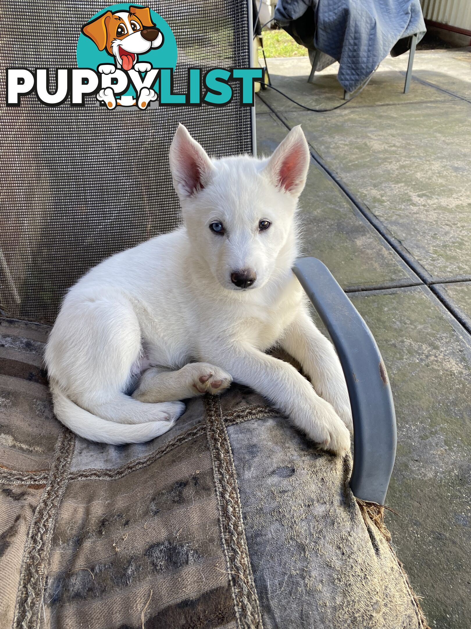 **4 left** White purebred Siberian Husky Puppies