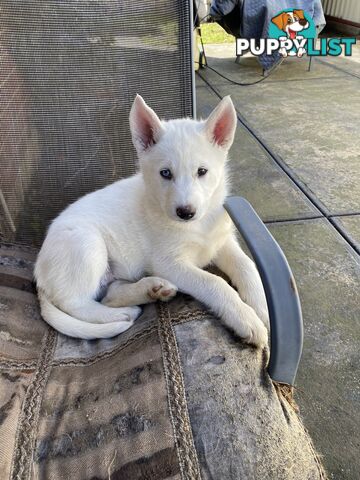 **4 left** White purebred Siberian Husky Puppies