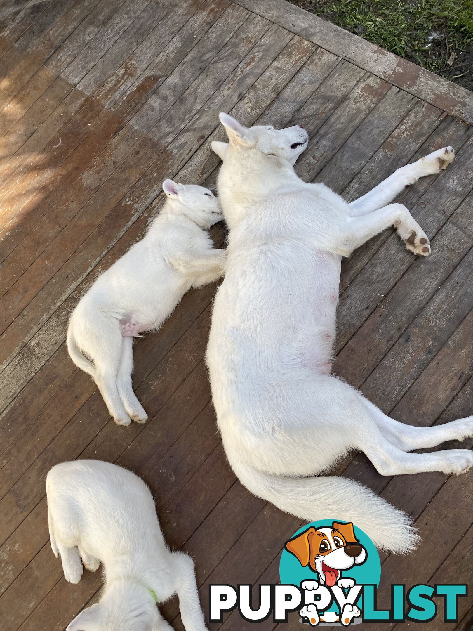 **4 left** White purebred Siberian Husky Puppies