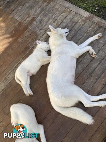 **4 left** White purebred Siberian Husky Puppies