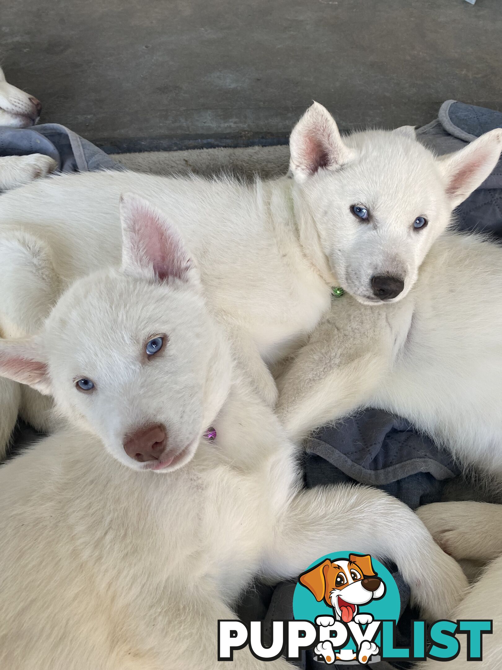 **4 left** White purebred Siberian Husky Puppies