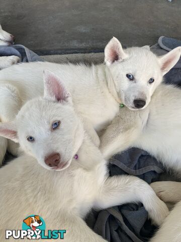 **4 left** White purebred Siberian Husky Puppies