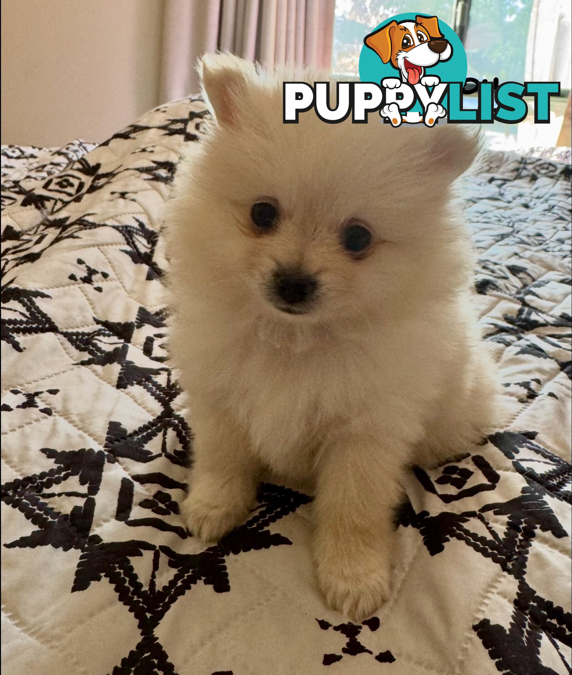 Pomeranian Male Puppy