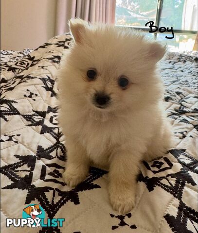 Pomeranian Male Puppy