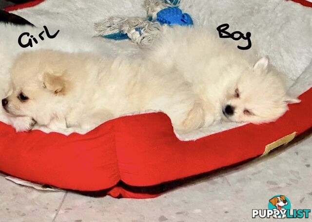 Pomeranian Puppies