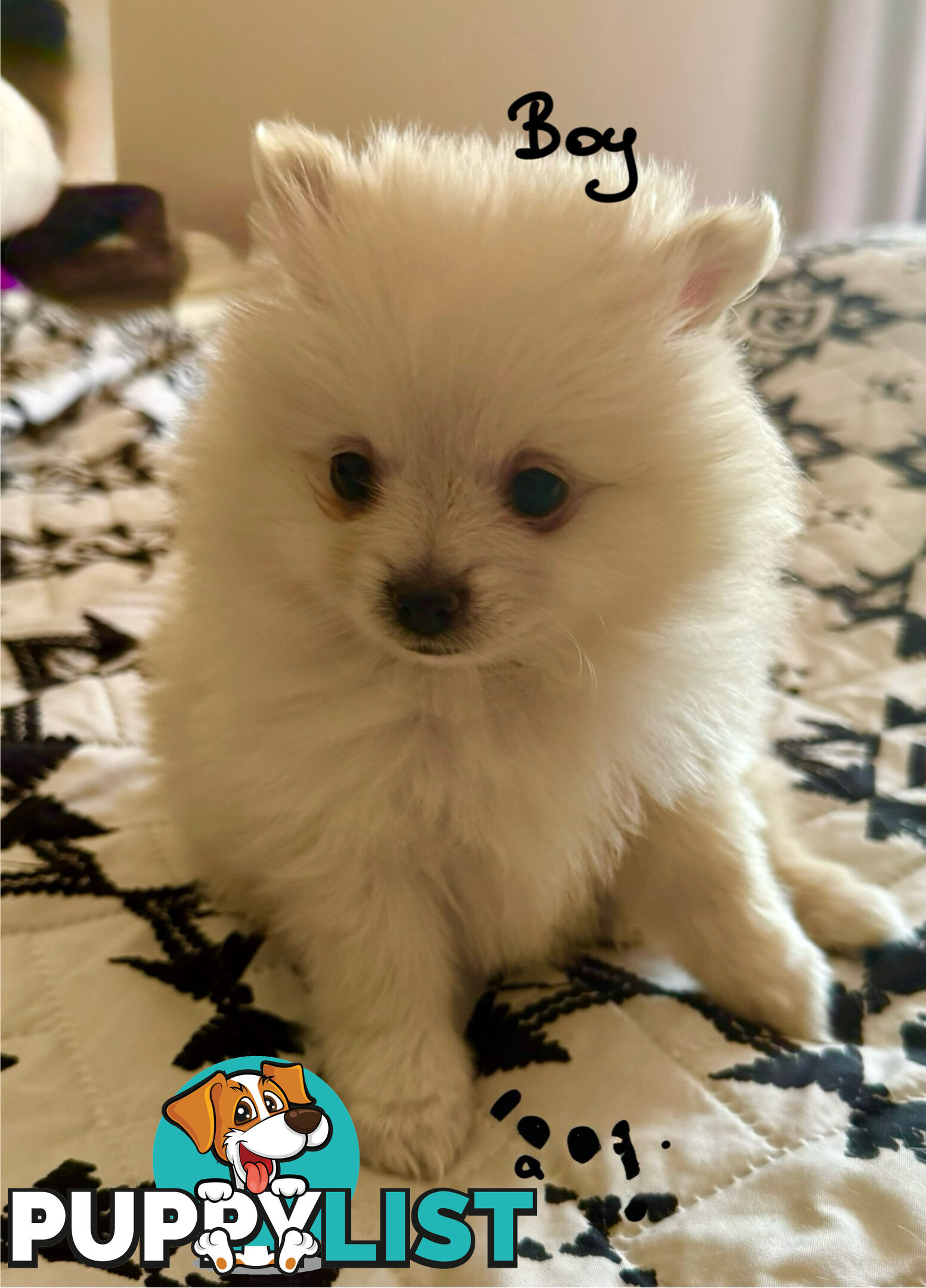 Pomeranian Male Puppy