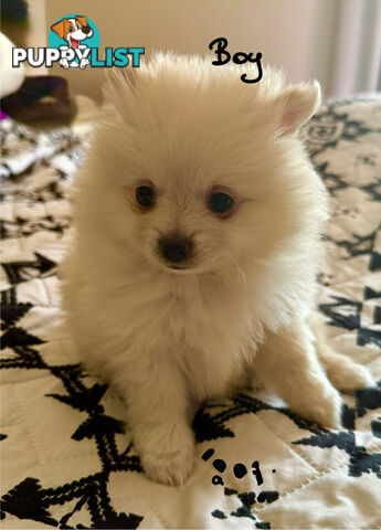 Pomeranian Male Puppy