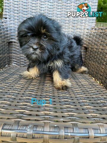 Maltese x Shih Tzu