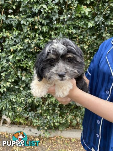 Maltese x Shih Tzu