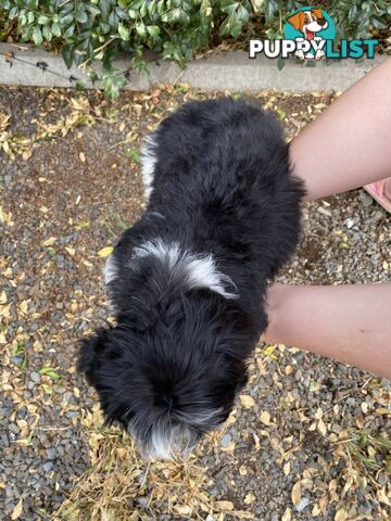 Maltese x Shih Tzu