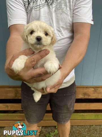 Chihuahua x Maltese/Shih Tzu