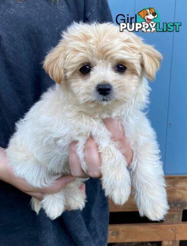 Chihuahua x Maltese/Shih Tzu