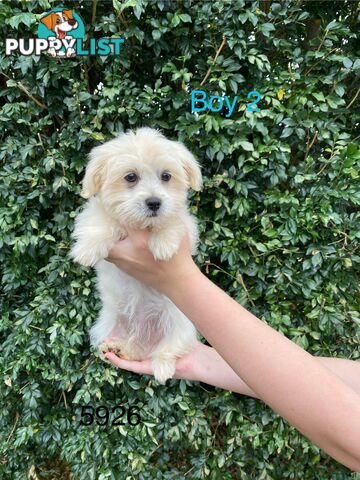 Chihuahua x Maltese/Shih Tzu