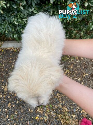 Chihuahua x Maltese/Shih Tzu